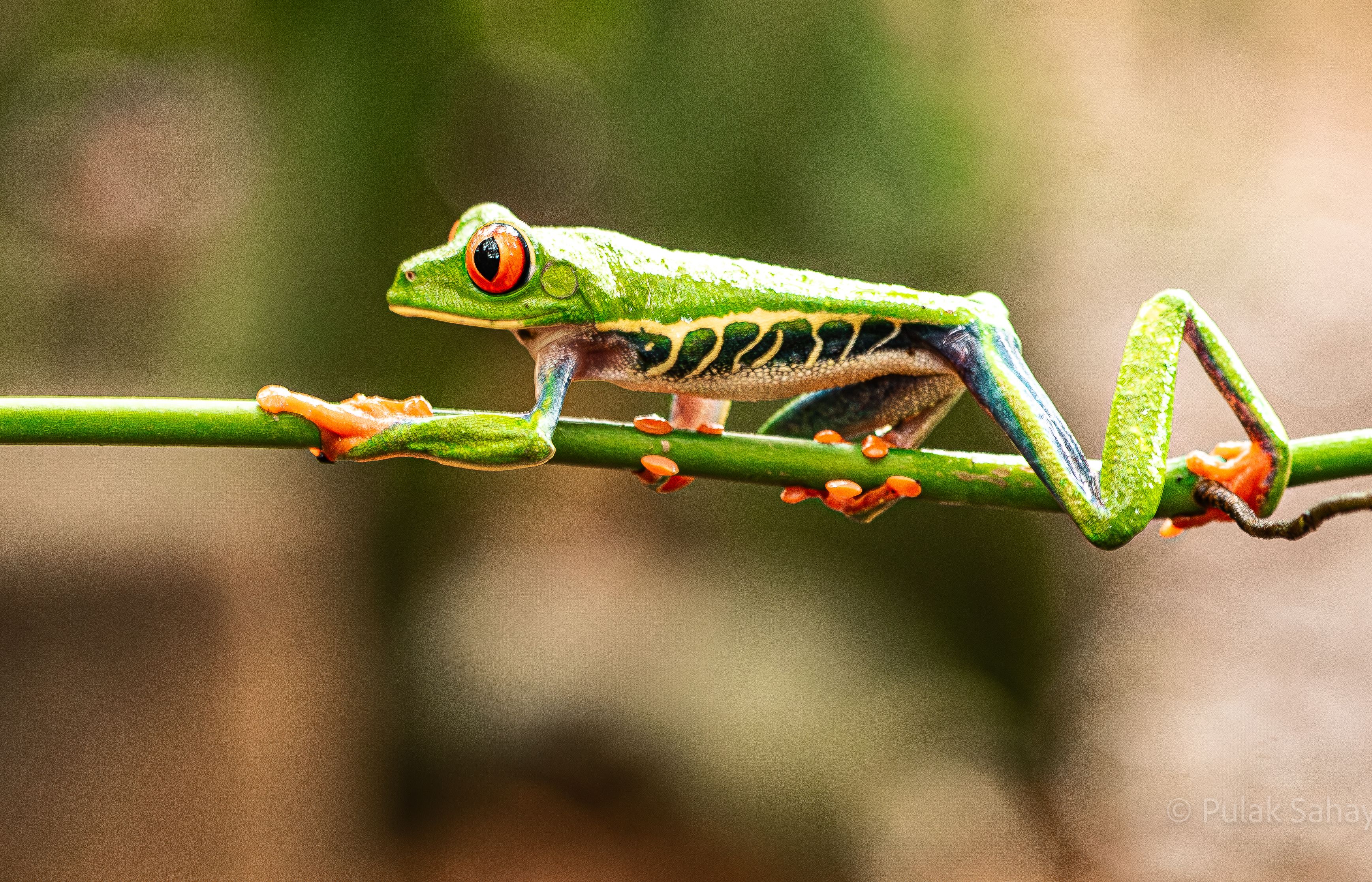 Frog on twig